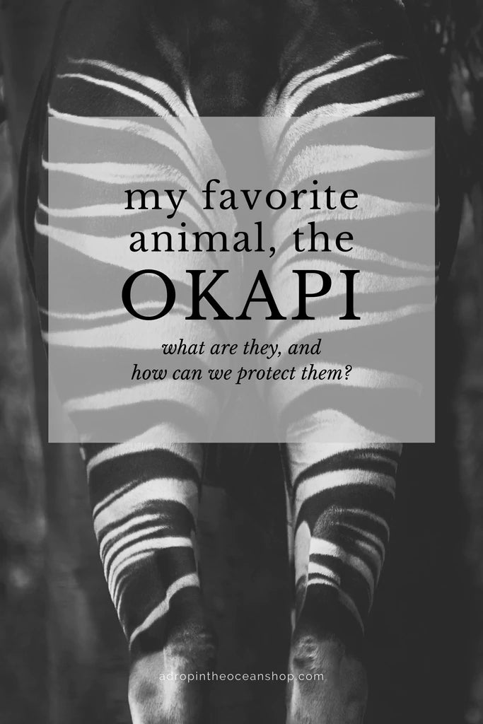 My favorite animal, the okapi.