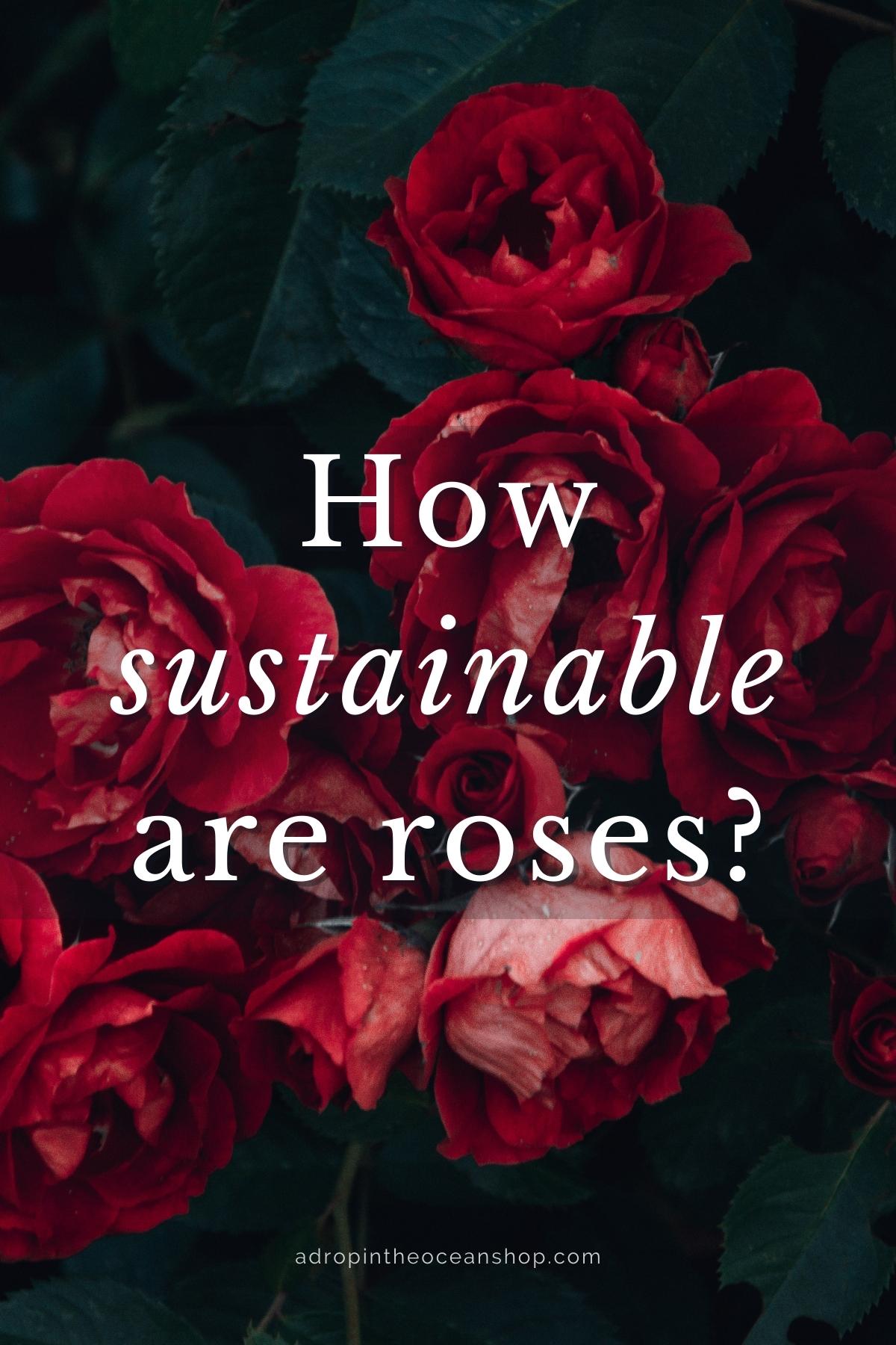 A Drop in the Ocean Zero Waste Blog How sustainable are roses?