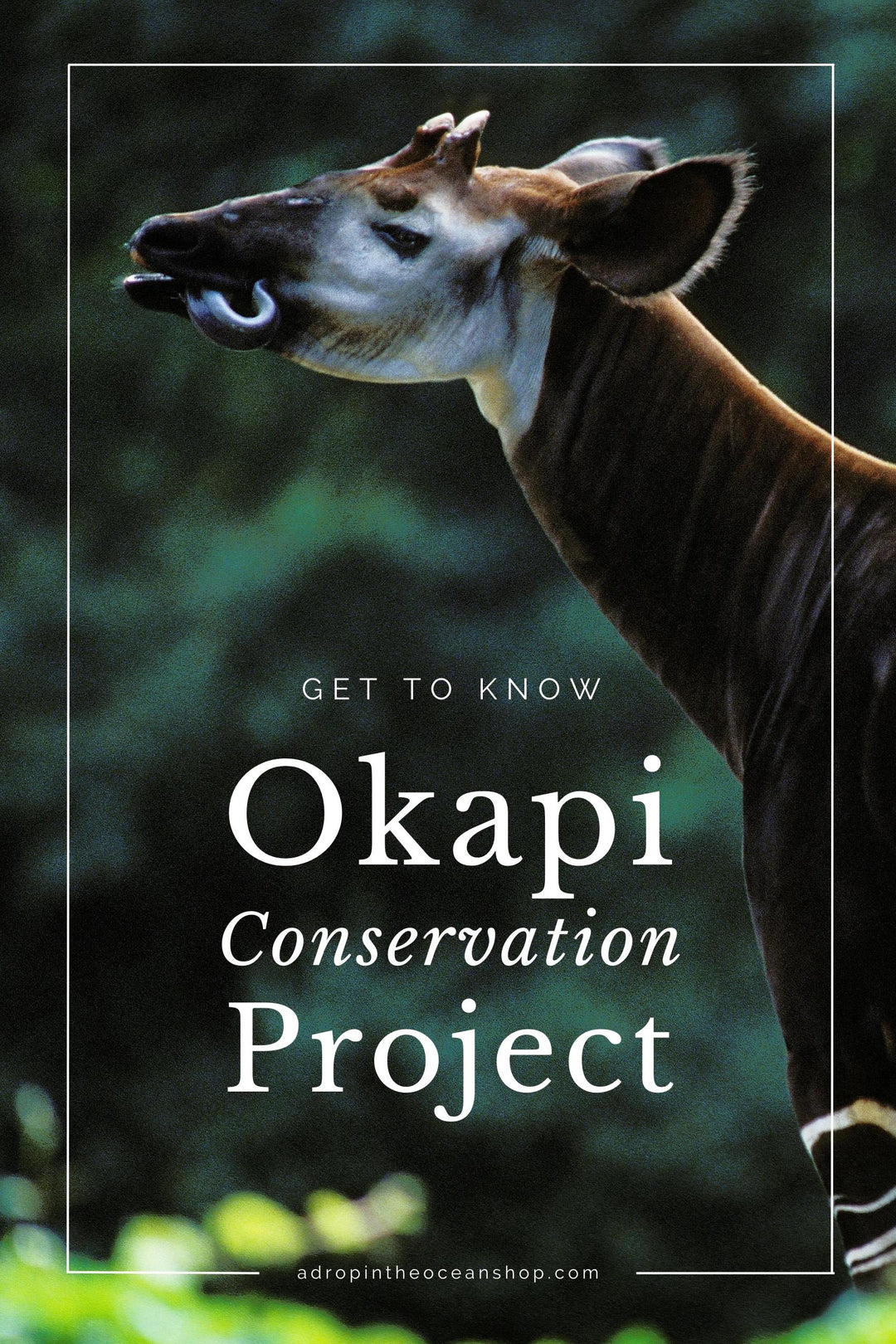 Okapi How Many Left A Message from Okapi Conservation Project for World Okapi Day – A Drop ...