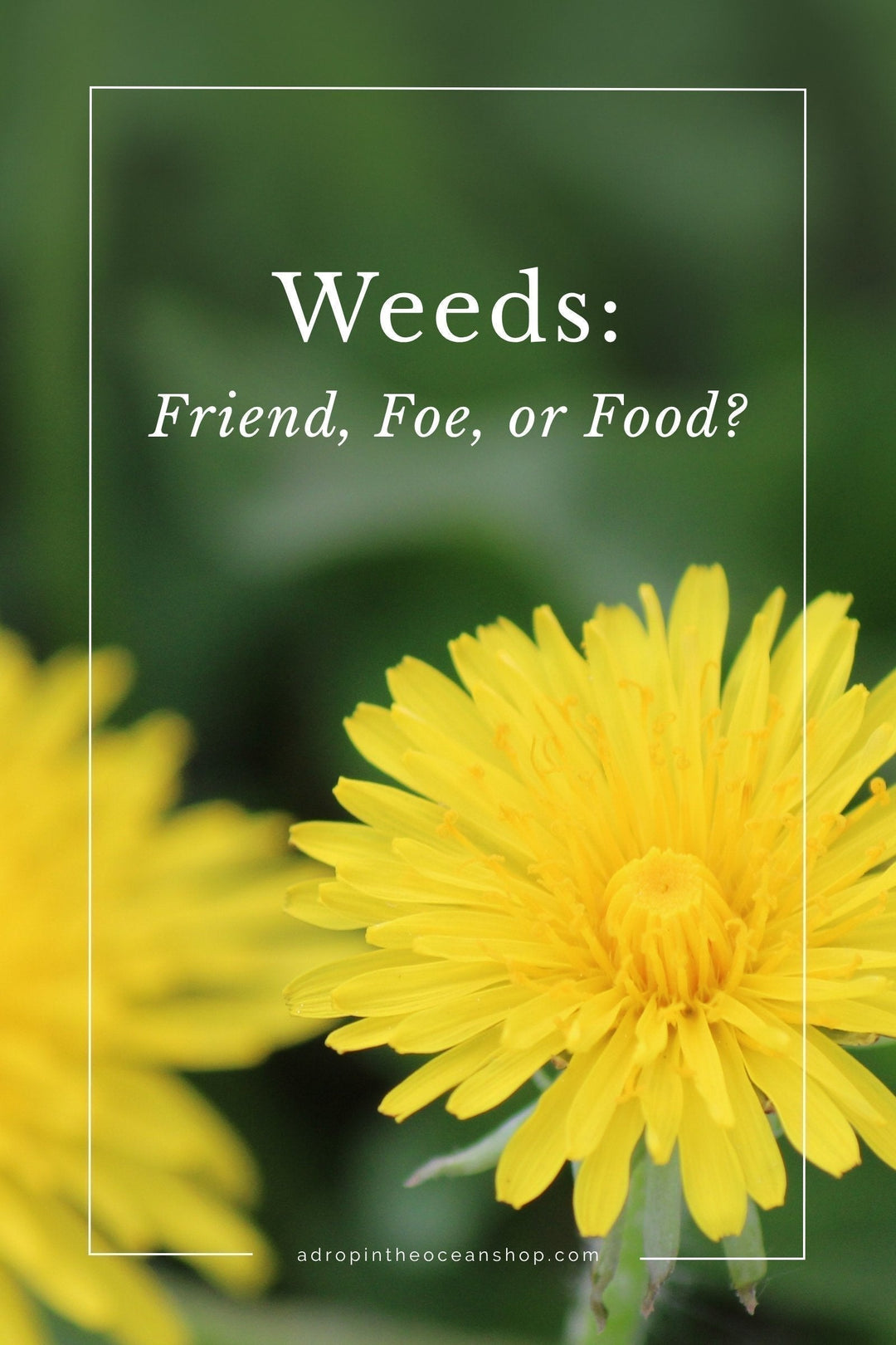 A Drop in the Ocean Zero Waste Blog: Weeds — Friend, Foe, or Food?