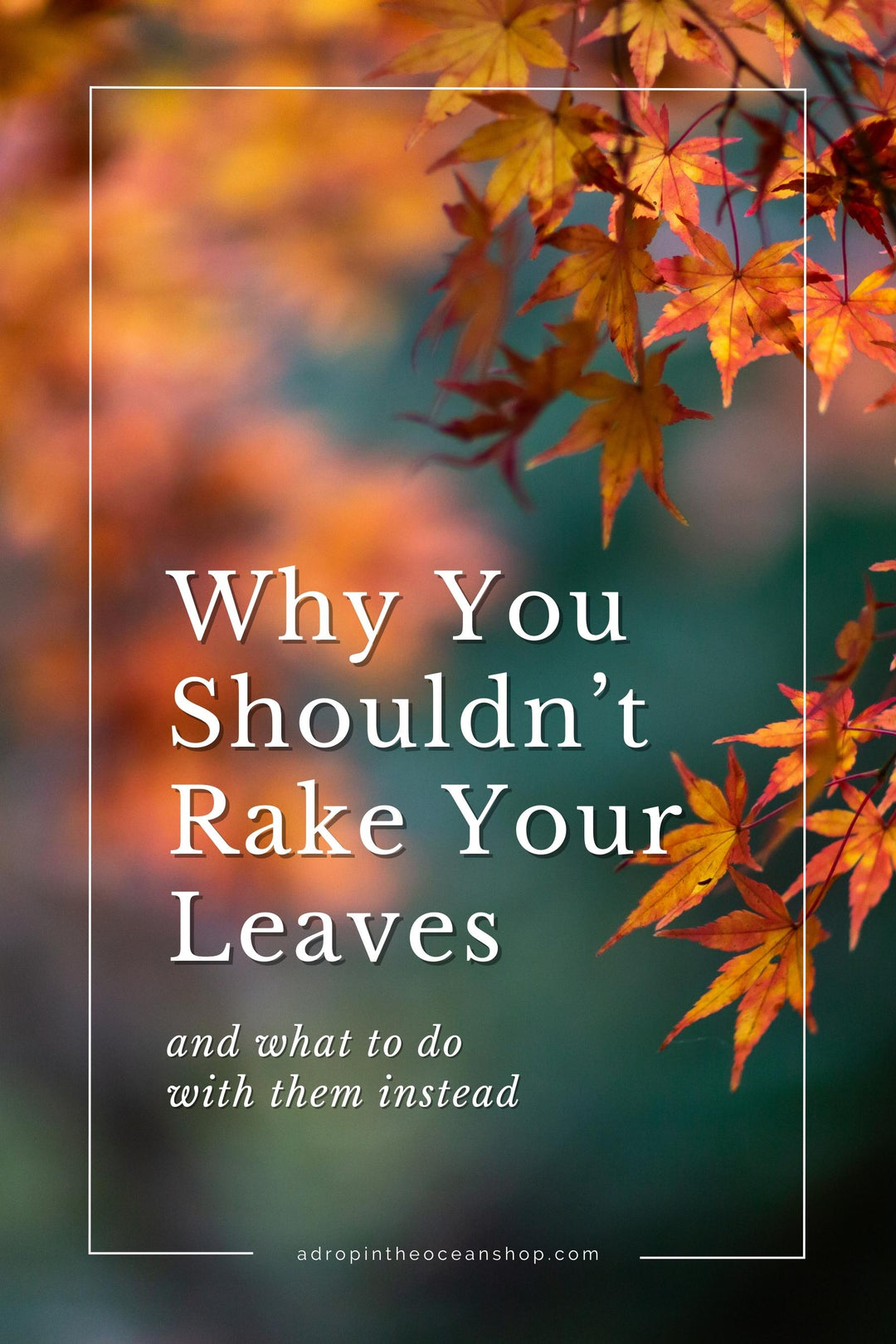 A Drop in the Ocean Zero Waste Store: Why You Shouldn't Rake Your Leaves This Fall