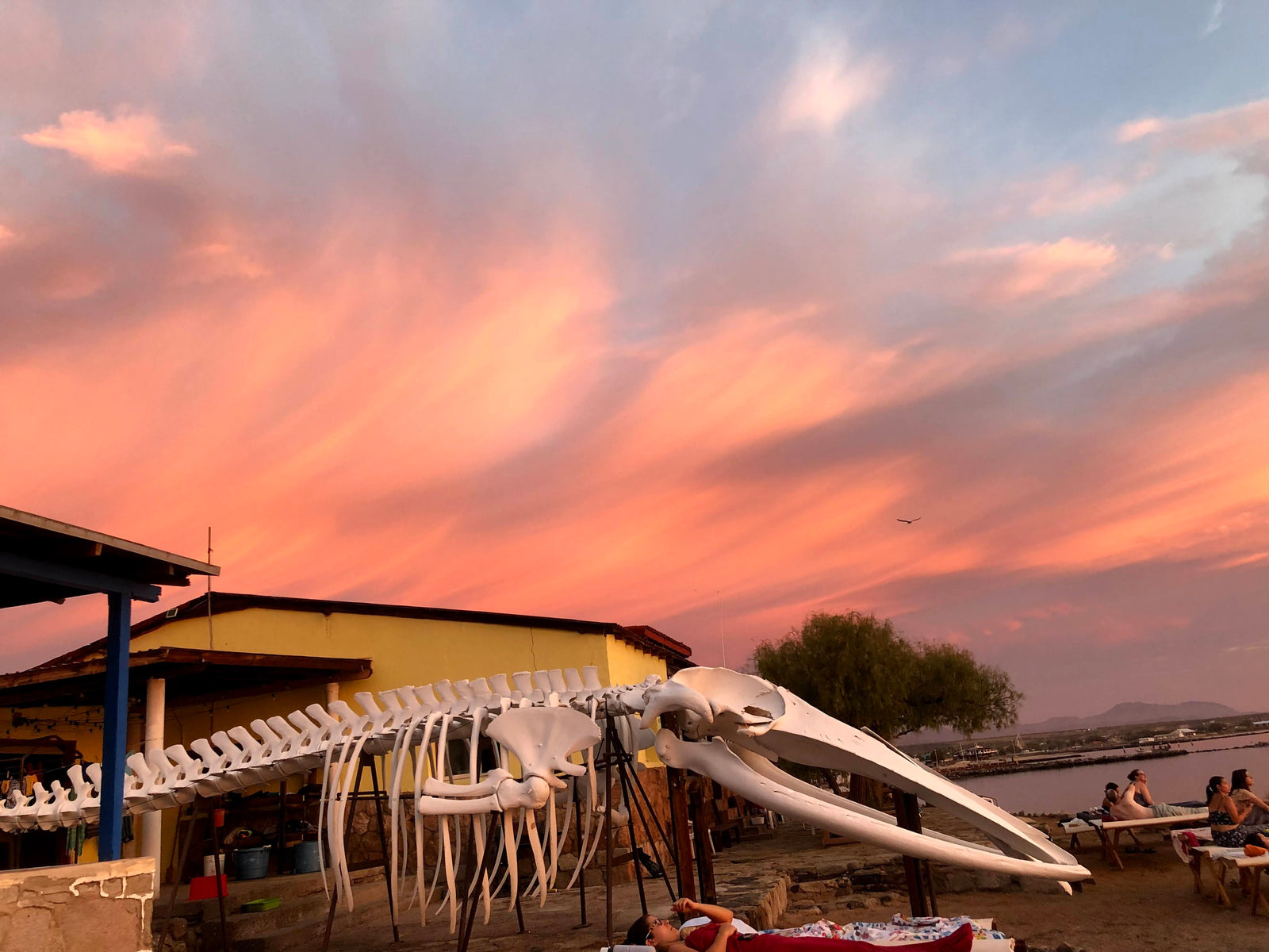 Baja Retreat Reviews from Real Life EcoWarriors