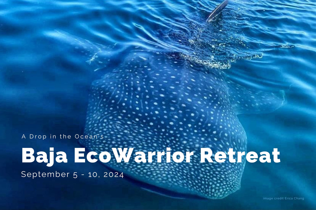 A Drop in the Ocean Zero Waste Baja EcoWarrior Retreat