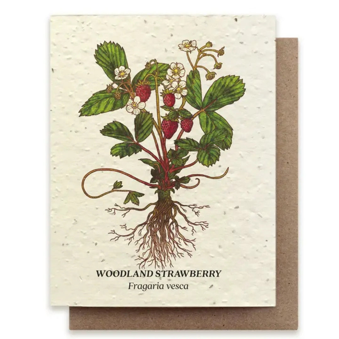 Plantable Seed Paper Greeting Cards (Earth)