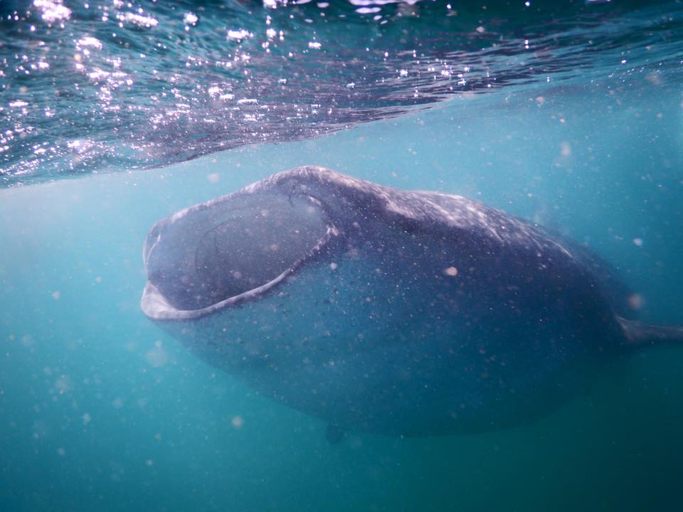 A Drop in the Ocean Baja EcoWarrior Retreat