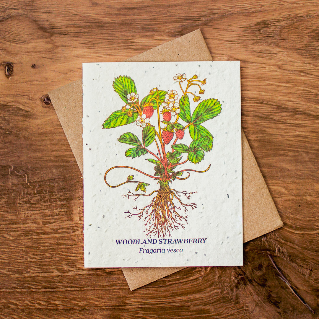 Plantable Seed Paper Greeting Cards (Earth)